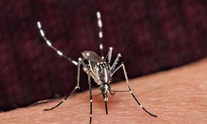 Fiebre de Oropouche: enfermedad parecida al dengue que se propaga por América Latina – Prensa 5
