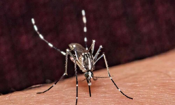 Fiebre de Oropouche: enfermedad parecida al dengue que se propaga por América Latina – Prensa 5