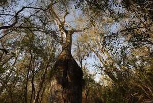 Paraguay concreta envío de samu’u a Medio Oriente: conocé por qué interesa tanto esta planta nativa amenazada de extinción - Nacionales - ABC Color