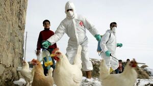 OMS da señales de preocupación sobre la propagación de la gripe aviar H5N1
