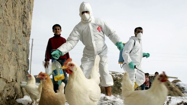 OMS da señales de preocupación sobre la propagación de la gripe aviar H5N1