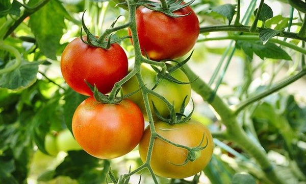 ¿Por qué está muy caro? la problemática del precio del tomate en Paraguay