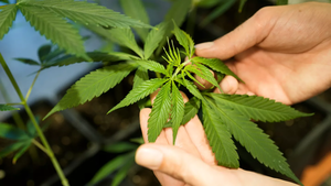 Programas sociales podrían beneficiarse con la legalización del cannabis, dice analista - Megacadena - Diario Digital