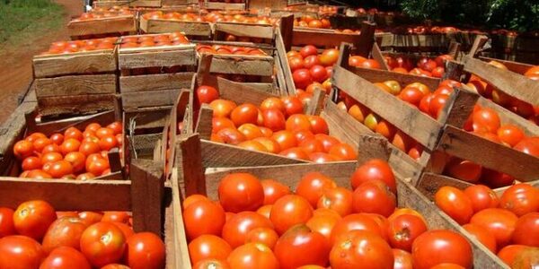Senave libera importación de tomates a raíz del encarecimiento a nivel regional