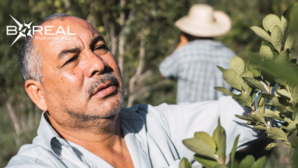 MAG anuncia renovarán sector de la yerba mate para mejorar producción - Unicanal