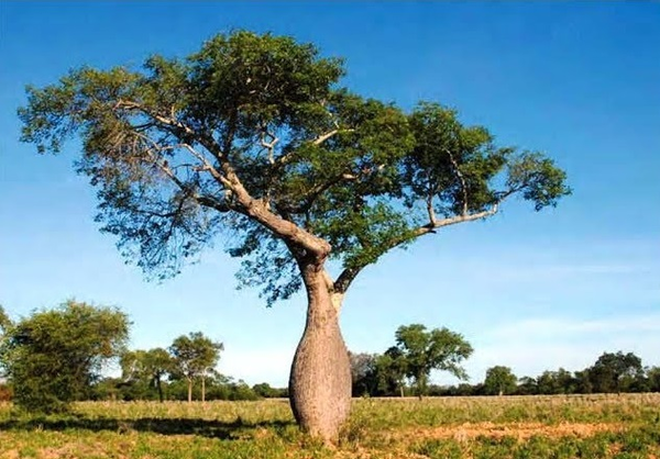 Paraguay concreta la primera exportación de samu’u nativo a Medio Oriente