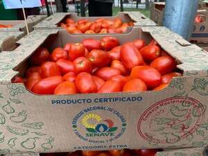 Precio del tomate se regulará en los próximos días, tras liberación de importación, según dijo directora del Senave - Economía - ABC Color