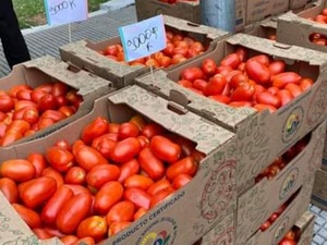 Tomates importados - La Tribuna
