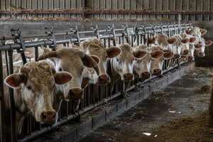 OMS alerta que virus de gripe aviar fue detectado en leche de vacas infectadas en EE.UU. - Mundo - ABC Color