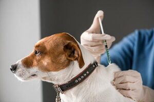 Vacunación gratuita para mascotas en Lambaré este viernes - ADN Digital
