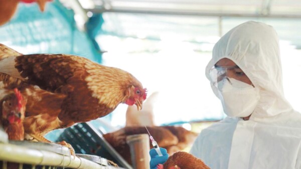 Quebranta transmisión de gripe aviar en humanos