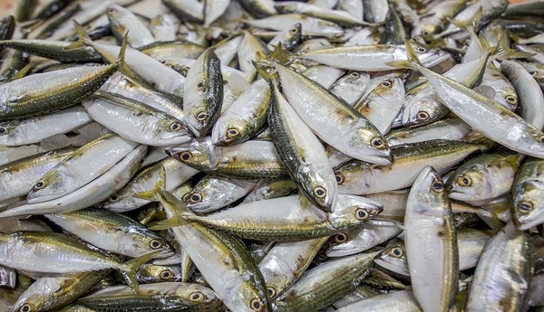 Nueva Alborada: Crecimiento sostenible en la pesca local