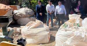 La Nación / Inutilizaron 11.000 kilos de semillas transgénicas de maíz, incautadas en Alto Paraná