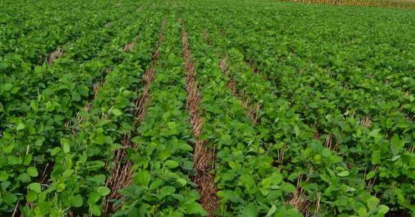 La Nación / Paraguay debe tener infraestructura para certificar producción sostenible