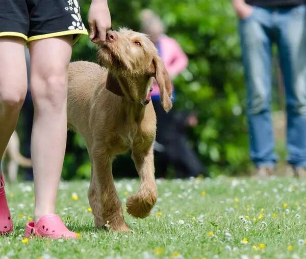 Mascotas: la importancia de una rutina de paseo - Sociales - ABC Color