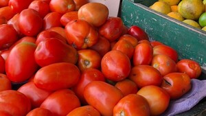 Tras liberar importación, precio del tomate se reduce levemente