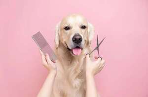 Consejos para elegir servicios de peluquería canina responsable - Mascotas - ABC Color