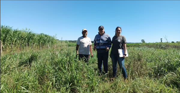 Técnicos del MAG asisten a pequeños productores de Minga Guazú para mejorar el cultivo - ADN Digital