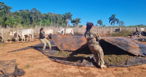 Diario HOY | De San Pedro iban rumbo a Brasil: eliminan 34 toneladas de marihuana