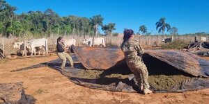 De San Pedro iban rumbo a Brasil: eliminan 34 toneladas de marihuana