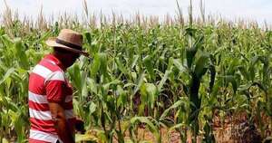 La Nación / Menor producción de maíz de la esperada impulsó reajuste a la baja para el sector agrícola