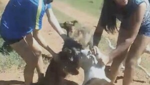 Pitbull atacó a caniche y vecinos están en zozobra