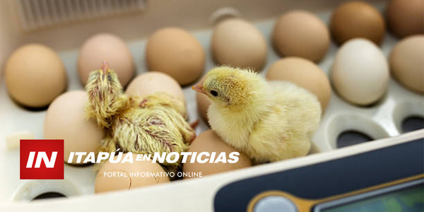 INCUBADORA DE HUEVOS DE LA GOBERNACIÓN ESTARÁ UBICADA EN PIRAPÓ - Itapúa Noticias