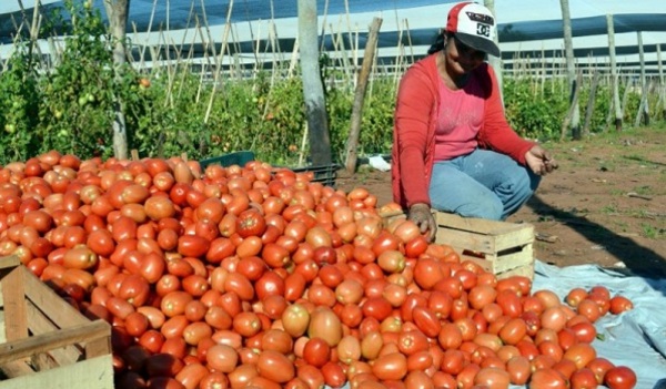 Precios del tomate permanecerán elevados, afirma productor