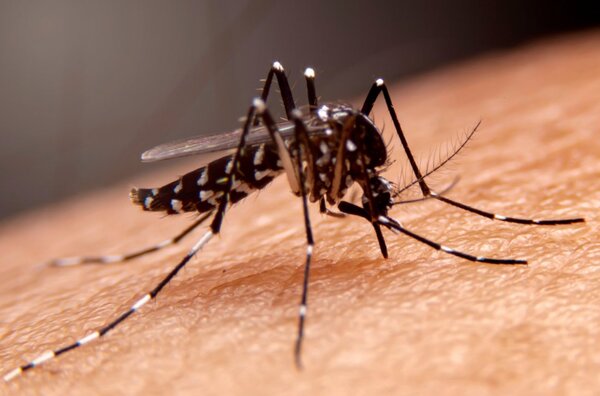 Advierten brote de una enfermedad similar al dengue - La Tribuna