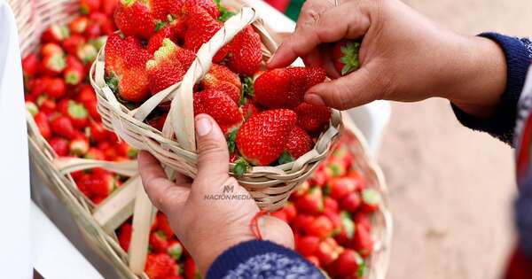 La Nación / Frutilleros de Estanzuela contarán con showroom y cámara frigorífica