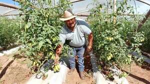 Retraso en cosecha del tomate nacional y escasez en Argentina elevan el costo final - Nacionales - ABC Color