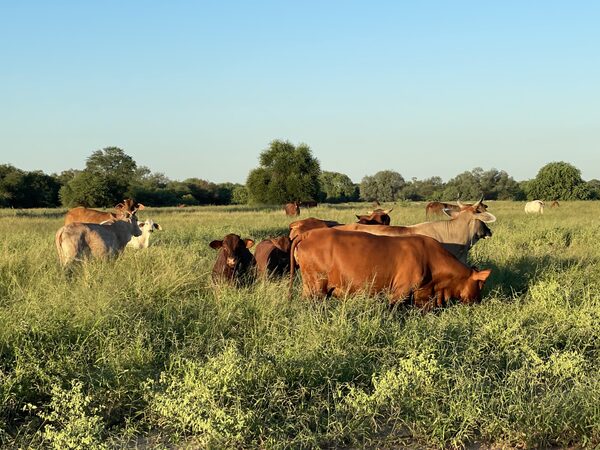 Universidad Rural del Paraguay, ya fue aprobada por ley.