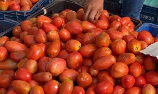 Capasu espera mejor producción nacional para que baje el precio del tomate – Prensa 5