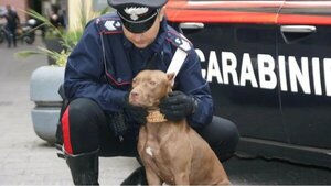 Muere un bebé de 15 meses atacado por dos pitbulls en Italia - Radio Imperio 106.7 FM