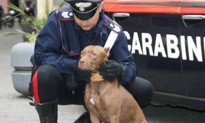 Muere un bebé de 15 meses atacado por dos pitbulls en Italia – Prensa 5