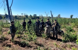 Destruyen 5 hectáreas de marihuana en Nueva Durango