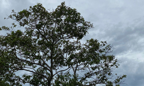 Para siete departamentos pronostica lluvias, vientos fuertes y tormentas