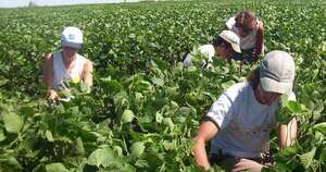 La Nación / Primeras heladas agronómicas llegarán atrasadas