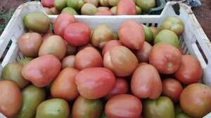 Precio del tomate: “Creemos que estamos en un pico, pero uno nunca sabe” - Nacionales - ABC Color