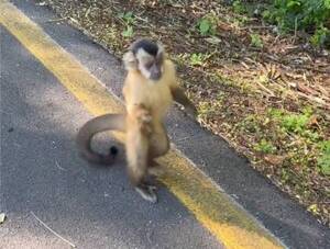 [VIDEO] ¡Auxilio! ¿Quieren deshacerse del mono de Parque Guasu?