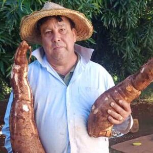 “Mandiocas gigantes” en la comunidad El Triunfo prometen mayores ingresos - La Clave