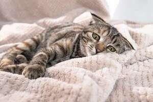 Desesperado y doloroso reclamo por atención veterinaria a un gato - Nacionales - ABC Color