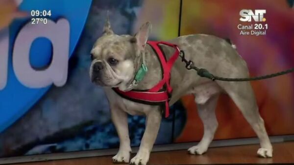 Cuidados de los dientes de nuestras mascotas - SNT