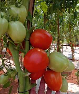 Prevén que próxima cosecha de tomates nacionales regule nivel de precios - .::Agencia IP::.