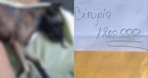 Diario HOY | Denuncian por “estafa” a mujer que atropelló a un perro