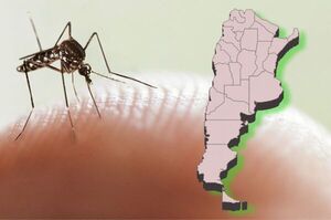 Argentina supera 333.000 casos y 238 fallecidos por dengue - ADN Digital