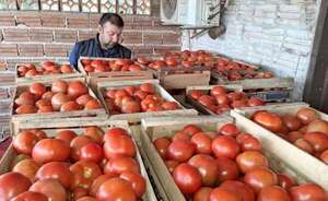 Precios altos de tomate seguirían - Economía - ABC Color
