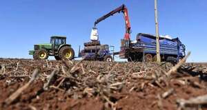 Recomiendan tratar semillas de trigo antes de la siembra - Economía - ABC Color