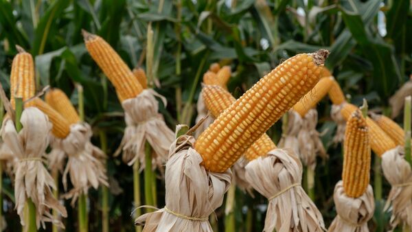 Envíos de maíz siguieron a la baja en el primer trimestre del año