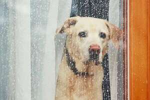 Mascotas: Cinco consejos para proteger a los peludos de los días lluviosos y húmedos - Mascotas - ABC Color